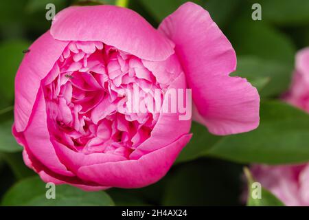 Macro photographie d'un fourn sur une pivoine Bud.Blooming fleur de pivoine Bud et fourn. Banque D'Images