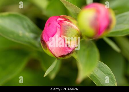 Macro photographie d'un fourn sur une pivoine Bud.Blooming fleur de pivoine Bud et fourn. Banque D'Images