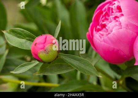 Macro photographie d'un fourn sur une pivoine Bud.Blooming fleur de pivoine Bud et fourn. Banque D'Images