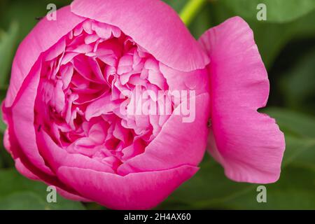 Macro photographie d'un fourn sur une pivoine Bud.Blooming fleur de pivoine Bud et fourn. Banque D'Images