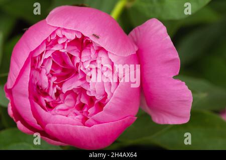 Macro photographie d'un fourn sur une pivoine Bud.Blooming fleur de pivoine Bud et fourn. Banque D'Images