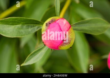 Macro photographie d'un fourn sur une pivoine Bud.Blooming fleur de pivoine Bud et fourn. Banque D'Images