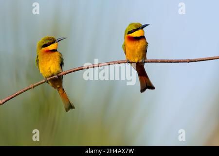 Une paire de petits mangeurs d'abeilles (Merops pusillus) s'est assise sur une branche en Gambie, en Afrique de l'Ouest Banque D'Images