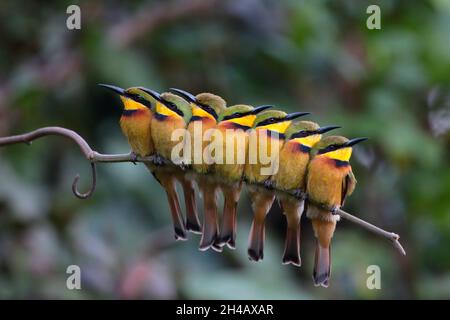 Un groupe de roosting communal de Little Bee-Eaters (Merops pusillus) en Gambie, Afrique de l'Ouest Banque D'Images