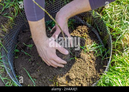 Le jardinier tient dans ses mains un caillot de terre avec un jason d'un jeune arbre.Je planterai et cultiverai des plantes. Banque D'Images