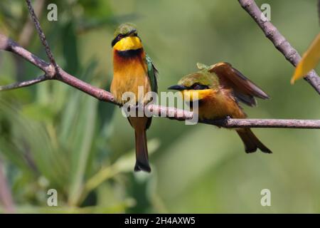 Une paire de petits mangeurs d'abeilles (Merops pusillus) s'est assise sur une branche en Gambie, en Afrique de l'Ouest Banque D'Images