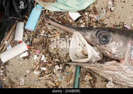 Épée Marlin Océan poissons morts mangeant une tasse en plastique sur un habitat marin pollué par des débris Banque D'Images