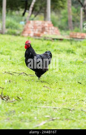 Plan vertical d'un Australorpe sur un champ de ferme recouvert de verdure avec un arrière-plan flou Banque D'Images