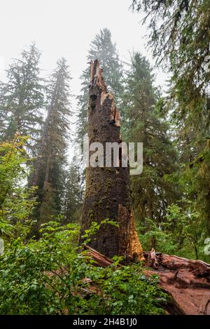 Forêt tropicale mystique dans le parc national olympique, État de Washington, États-Unis Banque D'Images