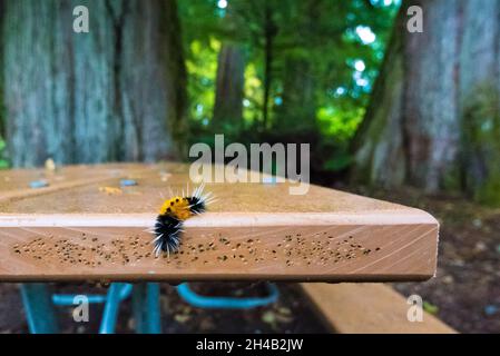 chenille floue noire et jaune dans le parc national olympique, États-Unis Banque D'Images