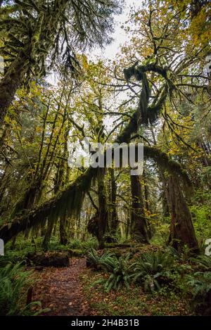 Forêt tropicale pittoresque dans le parc national olympique de l'État de Washington, États-Unis Banque D'Images