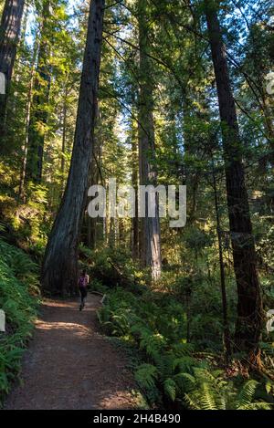 Randonnée entre les séquoias géants dans le parc national de Redwood, États-Unis Banque D'Images