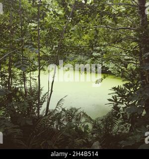 Étang recouvert de duckweed, dans un jardin du Nord du pays de Galles. Banque D'Images