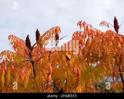 Feuilles d'un corne de Stag (Rhus typhina) en automne Banque D'Images