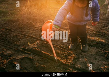 Un tout-petit garçon arrose des plantes fraîchement plantées avec de l'eau à l'orange Banque D'Images