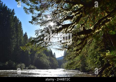 La rivière Lower Lewis en contrebas des cascades, un lieu de randonnée et de camping populaire, à la fin de l'été. Forêt nationale Gifford Pinchot, État de Washington, États-Unis. Banque D'Images