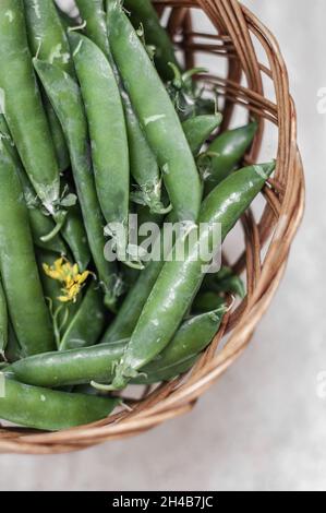 Petits pois verts frais dans des gousses dans un panier en osier, vue du dessus. Banque D'Images