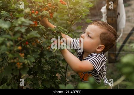 Petit garçon blond cueillant des groseilles rouges dans le jardin et regardant t Banque D'Images