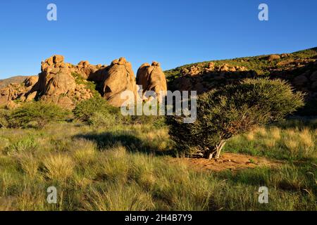 Ferme Omandumba (ferme d'hôtes): Rochers de granit (formation de roc 'trois éléphants') dans les montagnes d'Erongo, près d'Omaruru, région d'Erongo, Namibie Banque D'Images