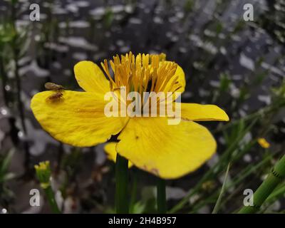 Gros plan d'une fleur jaune avec des fleurs blanches à l'arrière. Banque D'Images