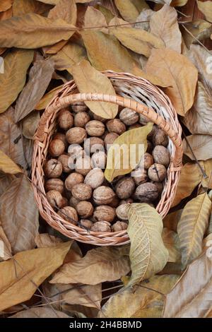 Noix, fraîchement cueillies et épluchées de leurs peaux vertes, ​lie dans un panier en osier sur une terrasse en bois parsemée de feuilles de noyer sèches.Lumière du jour.Fermer Banque D'Images