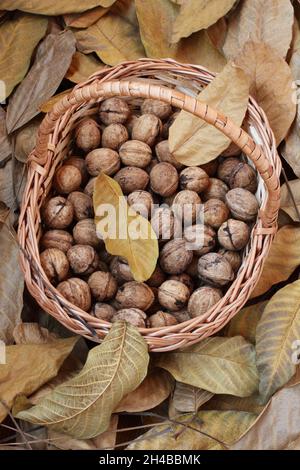 Noix, fraîchement cueillies et épluchées de leurs peaux vertes, ​lie dans un panier en osier sur une terrasse en bois parsemée de feuilles de noyer sèches.Lumière du jour.Fermer Banque D'Images