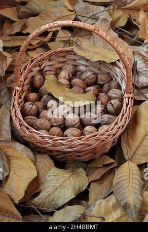 Noix, fraîchement cueillies et épluchées de leurs peaux vertes, ​lie dans un panier en osier sur une terrasse en bois parsemée de feuilles de noyer sèches.Lumière du jour.Fermer Banque D'Images