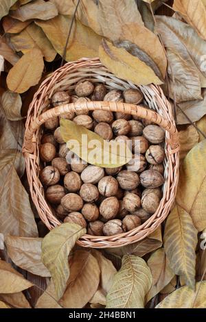 Noix, fraîchement cueillies et épluchées de leurs peaux vertes, ​lie dans un panier en osier sur une terrasse en bois parsemée de feuilles de noyer sèches.Lumière du jour.Fermer Banque D'Images