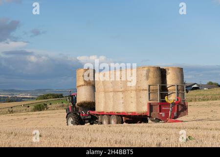 Après la récolte, un tracteur charge une remorque rouge avec des balles de paille sur une ferme dans un après-midi d'automne ensoleillé Banque D'Images