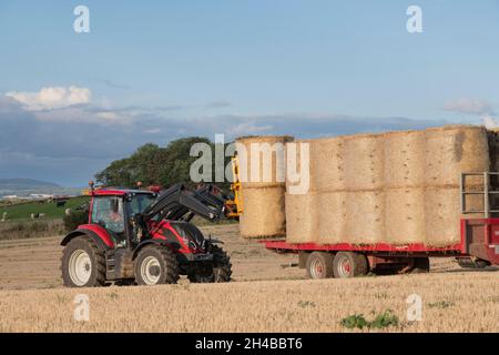 Un fermier charge des balles rondes de paille sur une remorque sur une ferme Aberdeenshire à Autumn Sunshine Banque D'Images