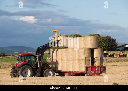 Balles rondes de paille chargées sur une remorque sur une ferme à Aberdeenshire, en automne Sunshine Banque D'Images