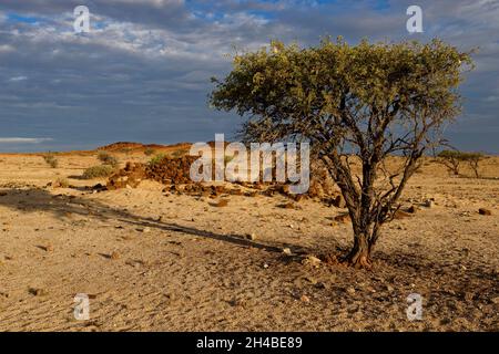 (Wuestenquell Wüstenquell Ferme Ferme d'hôtes) : Vestiges de l'ère coloniale allemande (ancien commissariat de police) dans le désert du Namib, Namibie, Karibib Banque D'Images