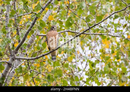 Buse à épaulettes (Buteo lineatus) en automne Banque D'Images