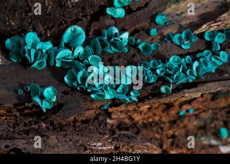 elfcup vert ou coupe de bois vert - Chlorociboria aeruginascens Banque D'Images