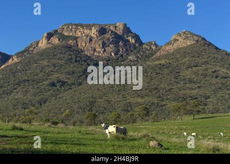 Brahman broutage sur les pentes du mont Walsh près de Biggenden Queensland Australie Banque D'Images