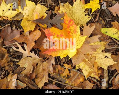 Érable à sucre coloré (Acer saccarhum) entre autres feuilles sur le fond de la forêt.Réserve forestière de Thatcher Woods, comté de Cook, Illinois. Banque D'Images