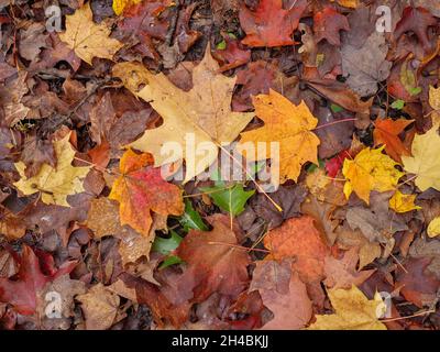 Feuilles d'érable de couleur automnale sur le plancher de la forêt.Réserve forestière de Thatcher Woods, comté de Cook, Illinois. Banque D'Images