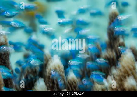 Une école de jeunes Blue-Green damégoïste, Chromamis viridis, nage parmi les branches protectrices d'une colonie de corail en staghorn à Raja Ampat, en Indonésie. Banque D'Images