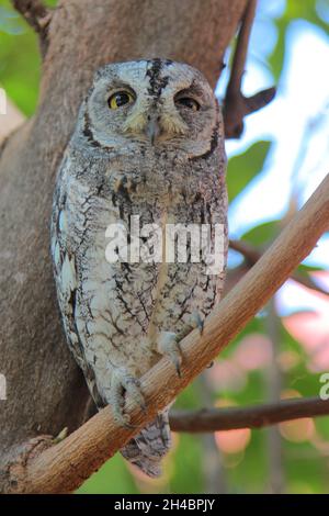 Afrika-Zwergohreule / Otus senegalensis Banque D'Images