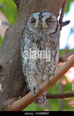 Afrika-Zwergohreule / Otus senegalensis Banque D'Images