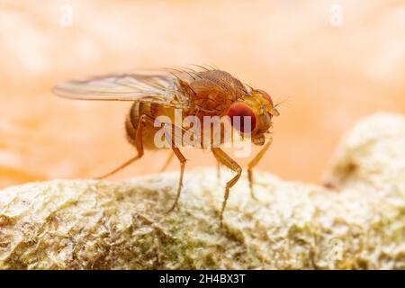 Mouche des fruits tropicaux Drosophila Diptera parasite insecte Pest sur fruits mûrs légumes Macro Banque D'Images