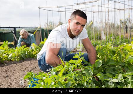 L'homme goutte des pommes de terre dans le jardin à l'extérieur, la femme en arrière-plan Banque D'Images