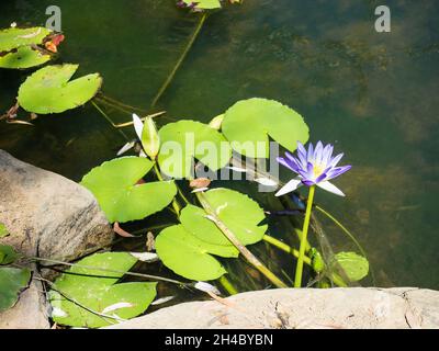 Nénuphars (Nymphaea violacea), piscines de nénuphars, Station de la rivière Charnley, Kimberley occidentales Banque D'Images
