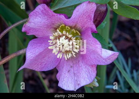 Fleur de Helleborus orientalis violet avec étamine jaune Banque D'Images