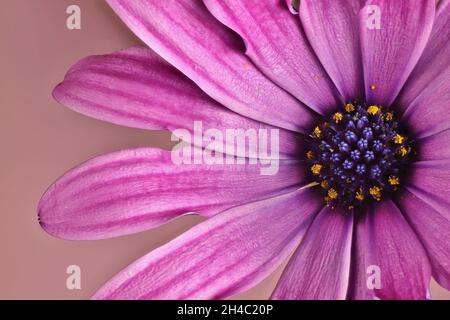 Vue macro de la fleur de la Marguerite africaine (Osteospermum) Banque D'Images