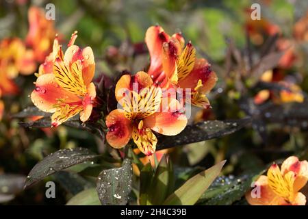 Gros plan des fleurs de l'Alstroemeria 'Indian Summer' avec gouttes d'eau après la pluie Banque D'Images