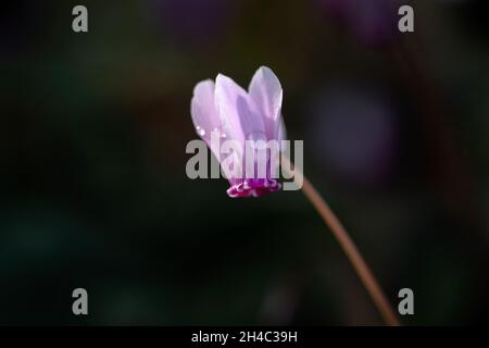 Fleur unique de Cyclamen hederifolium isolée sur fond sombre Banque D'Images