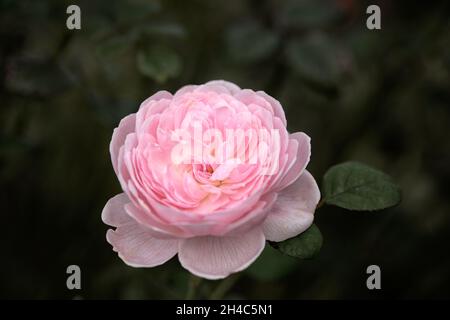 Gros plan de la fleur de l'arbuste rose Rosa 'Reine de Suède' dans un jardin au début de l'automne Banque D'Images