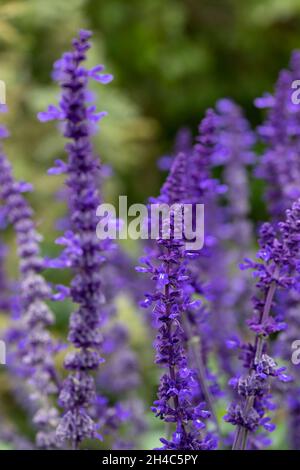 Gros plan des épis de fleurs de Salvia Mystic Spires Blue dans un jardin au début de l'automne Banque D'Images