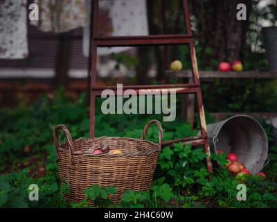 belle automne encore la vie dans un verger de pomme, grand panier de pommes , idée et concept de récolte, abondance et style de vie d'automne Banque D'Images